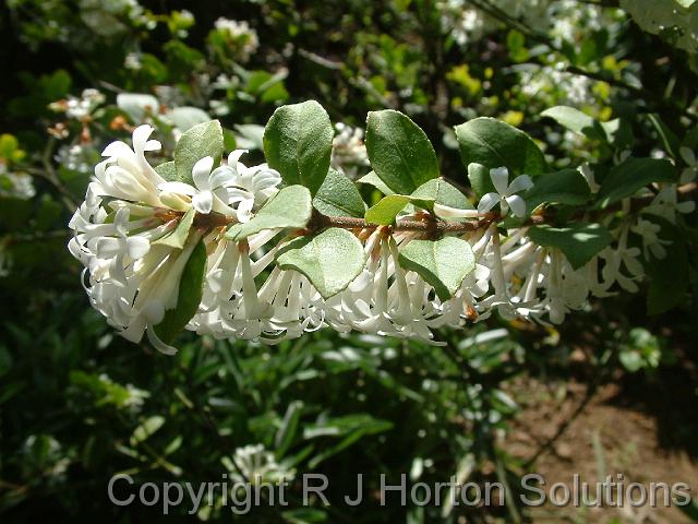 Osmanthus Pearly Gates